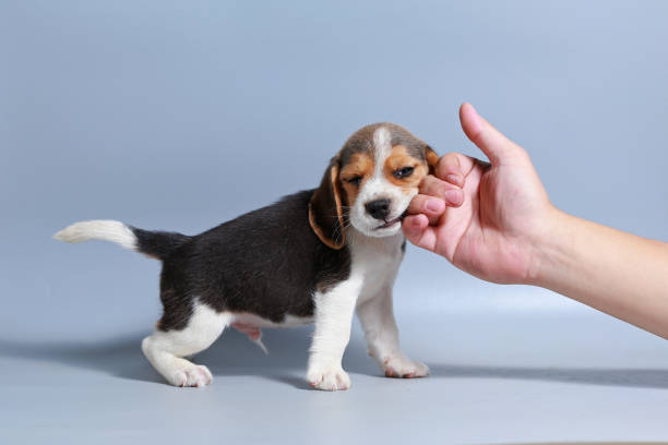 istock 1 month pure breed beagle Puppy on gray screen 875554298