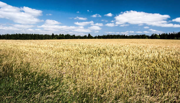istock cornfield with forest on the background and nice sky with few clouds 875554458
