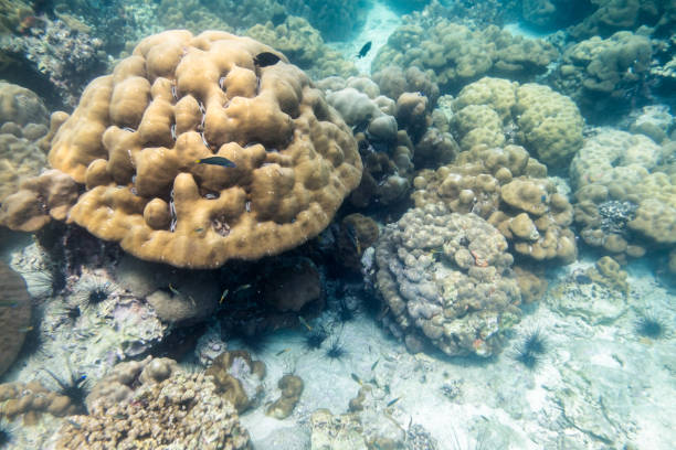 istock Big coral reef colony with fish in lipe sea 875554810