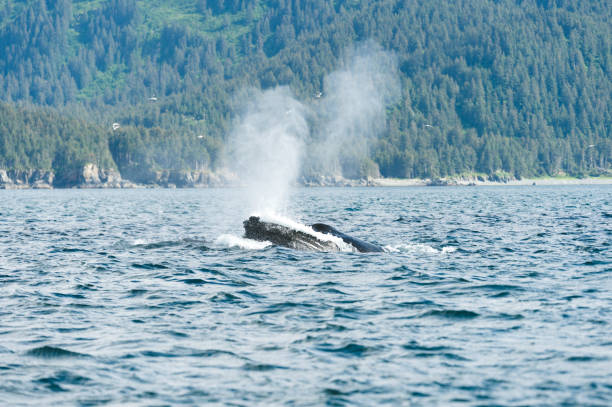 istock Whales in the Wild 875555036