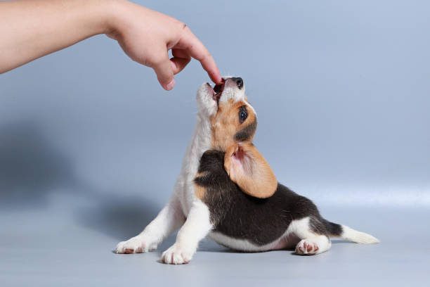istock 1 month pure breed beagle Puppy on gray screen 875555196