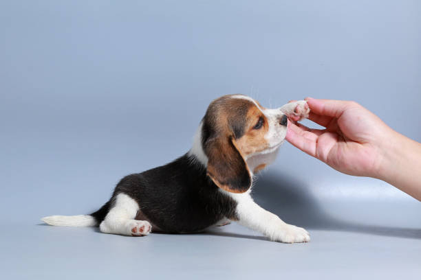 istock 1 month pure breed beagle Puppy on gray screen 875557244
