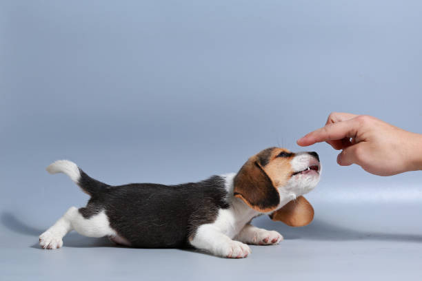 istock 1 month pure breed beagle Puppy on gray screen 875557294