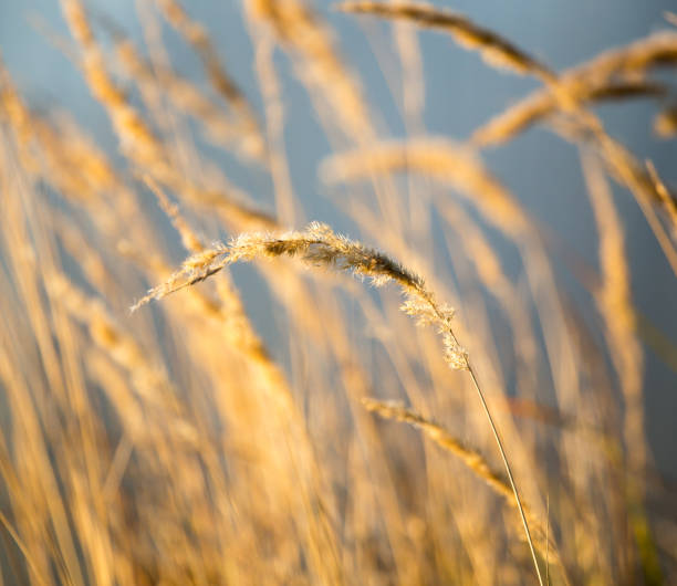 istock Spikes on dry grass in the autumn 875560832