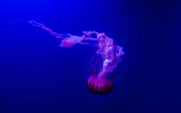 istock Jellyfish swimming in blu water 875561750