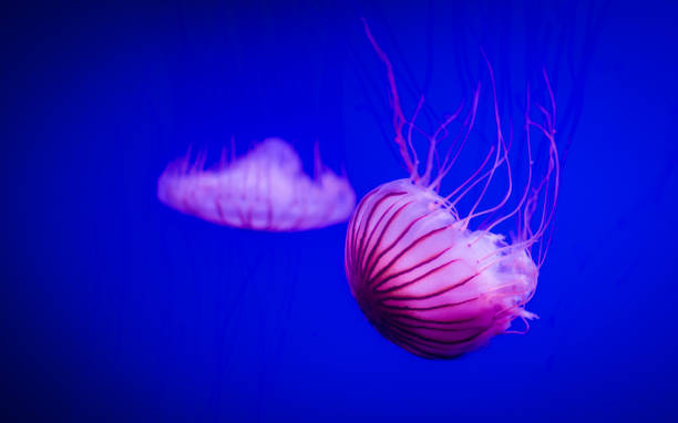 istock Jellyfish swimming in blu water 875561904