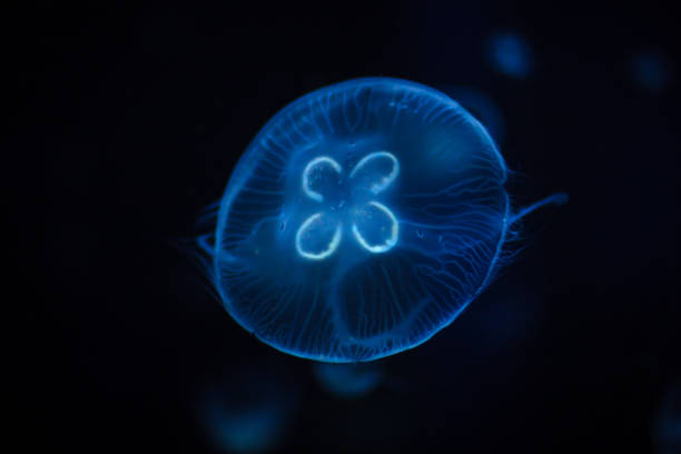 istock Jellyfish swimming in blu water 875561918