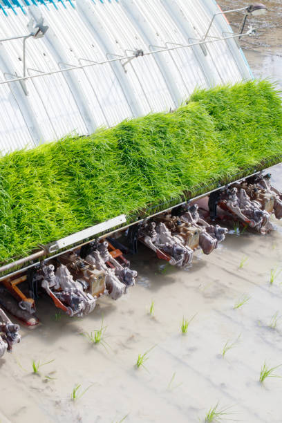 istock Rice transplanter machine  planting rice in rice field. 875565052