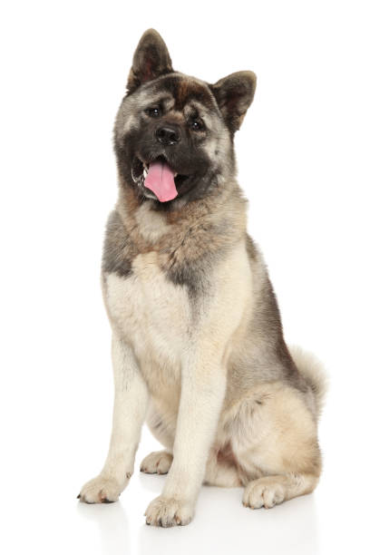 istock American Akita on white background 875569542
