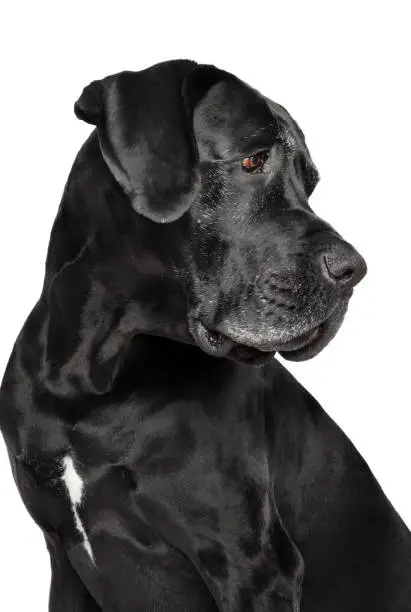 Studio portrait of Great Dane dog isolated on white background