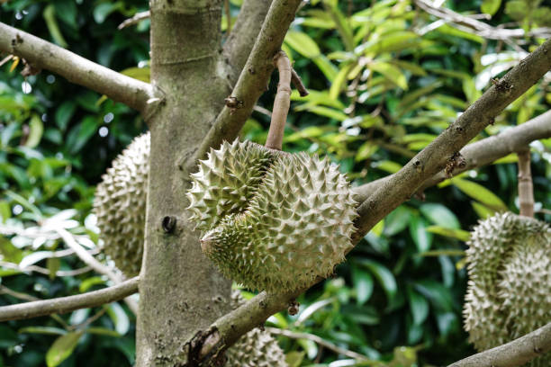 istock Monthong durian on tree branch 875574788