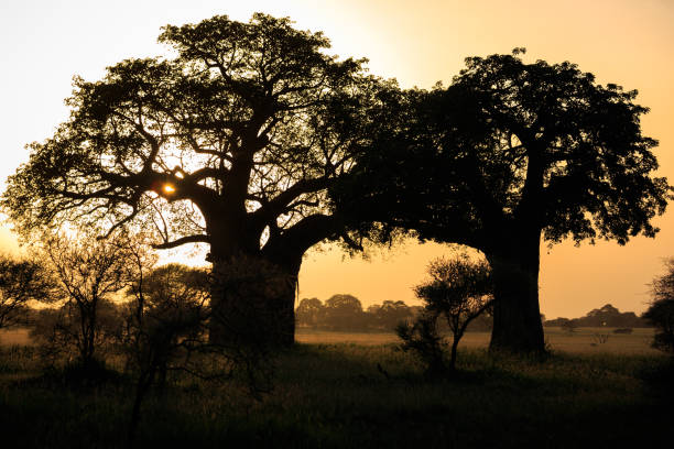 istock Tanzania in sunrise 875574834
