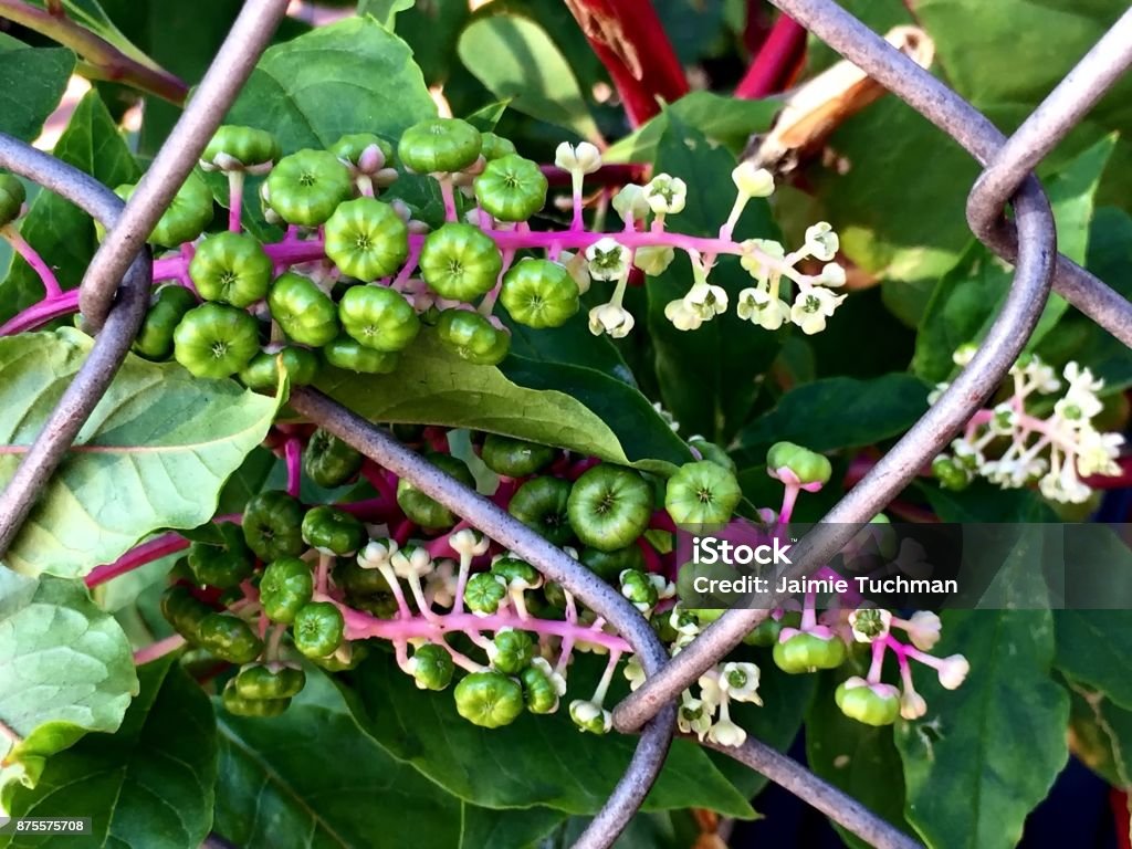 green berries on a wild vine growing on a fence green berries and white flowers on a pink stem of a wild bush Autumn Stock Photo