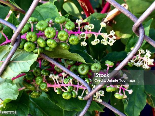 Green Berries On A Wild Vine Growing On A Fence Stock Photo - Download Image Now - Autumn, Berry, Berry Fruit