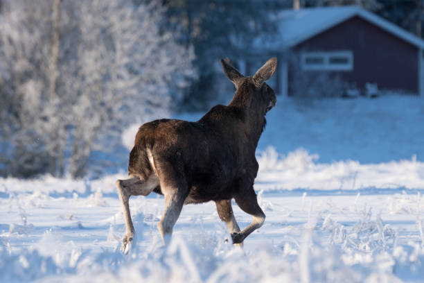 Profile on large moose in winter snow.