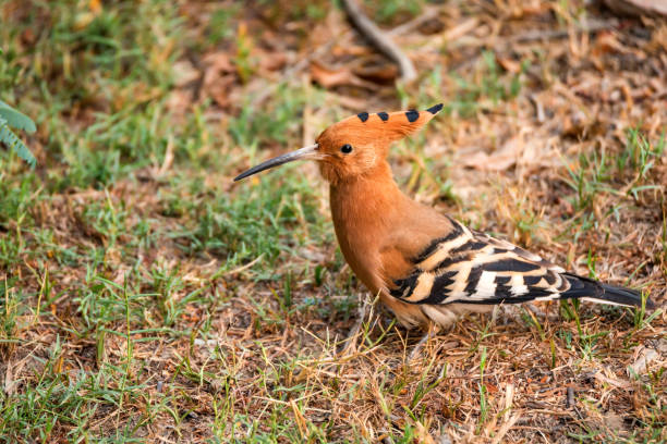 istock Common hoopoe or Upupa epops in India 875583420