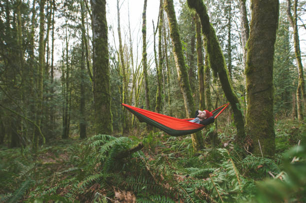 istock A place to rest in the forest 875590558