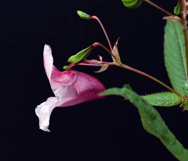 istock Himalayan balsam, Impatiens, glandulifera 875591870