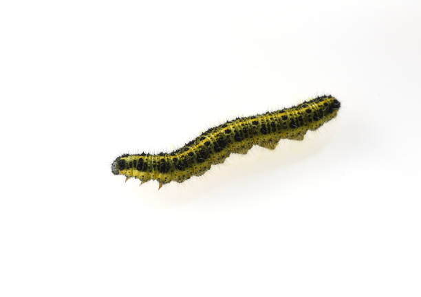 istock Caterpillars, large brooch, pieris, brassicae 875592610