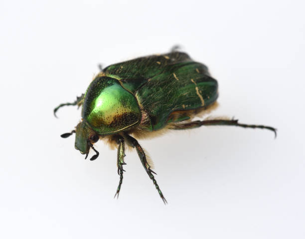 istock Rose Beetle, Cetonia, aurata 875593074