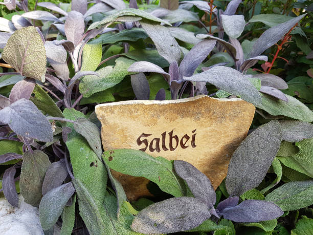 istock Sage, Salvia officinalis, Purpurescens 875593182