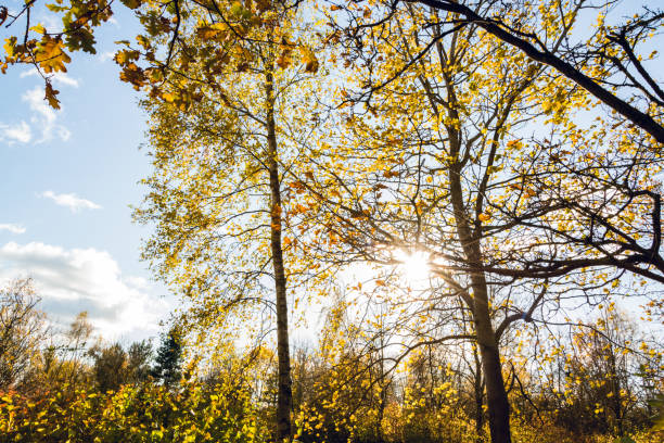 istock Sunlight against tree branches in Autumn in Campbell park 875599424