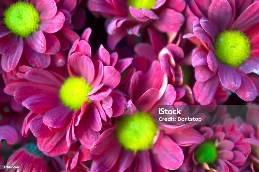 Purple Daisy Background Stock Photo - Download Image Now - Beauty