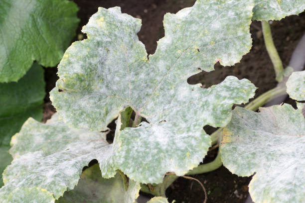 Fatal fungus on plants called powdery mildew Fatal fungus on plants called powdery mildew in summer on farm mildew stock pictures, royalty-free photos & images