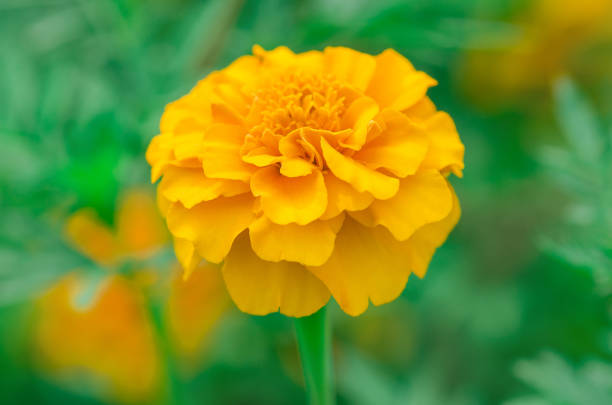 marigold jaune citron doux. - french marigold photos et images de collection