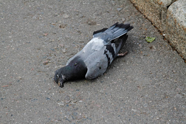 paloma muerta en el camino - accident animal bird animal body fotografías e imágenes de stock