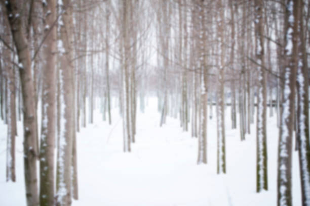 Blured snowy forest background in winter