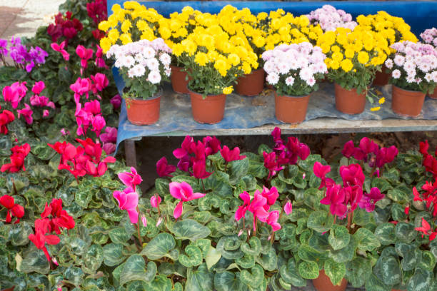 istock Home and garden store in spring 875610486