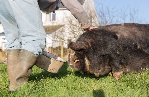 istock Kune Kune Pig farmer kneeling next to his stock 875619250