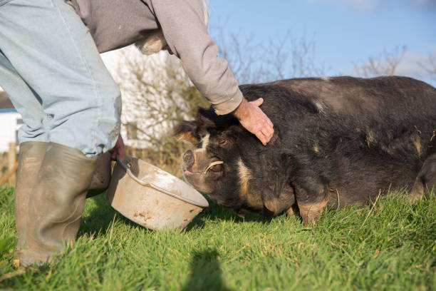 istock Kune Kune Pig farmer kneeling next to his stock 875622330