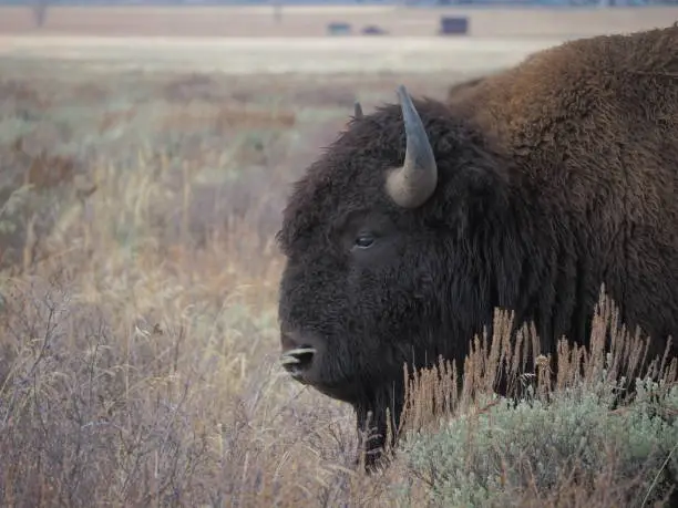 American bison grazing near Grand Tetons
