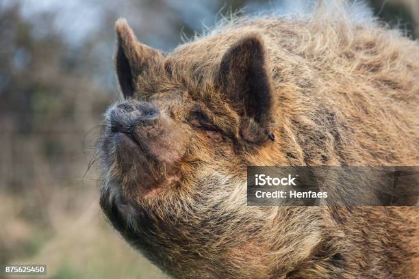 Kune Kune Pig Hunting For Food And Grazing On Grass Stock Photo - Download Image Now