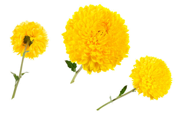 istock Set of three yellow chrysanthemums isolated on white bachground at different angles, includung back view. 875625550