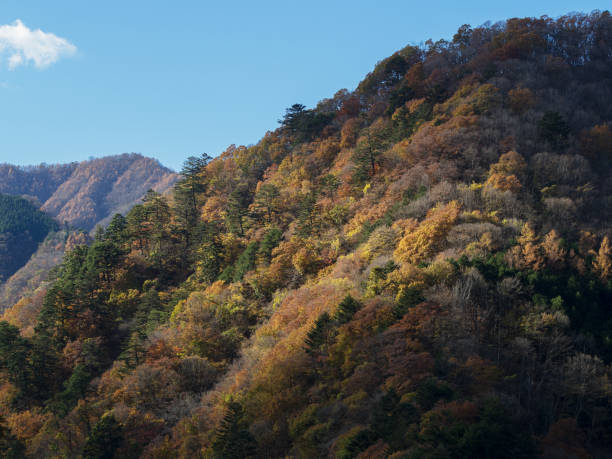 istock The autumn leaves forest 875632502