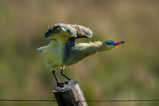 istock Whistling  Heron , Pampas , Argentina 875632874