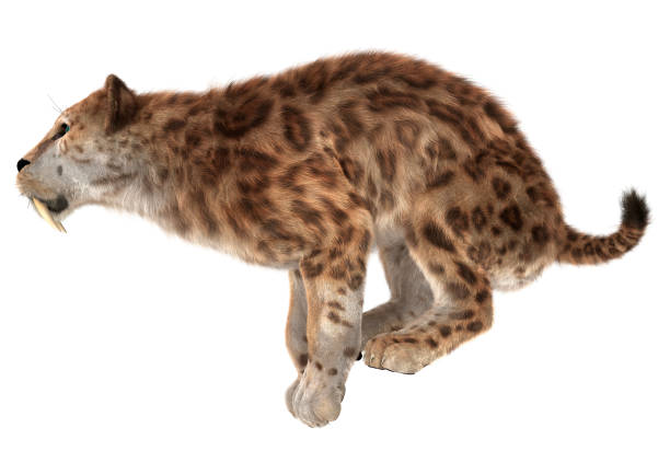 istock 3D rendering smilodon or a saber toothed cat white 875637210