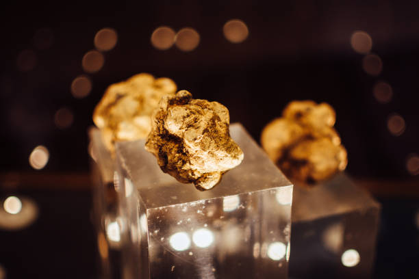 amazing white truffles - white truffle imagens e fotografias de stock