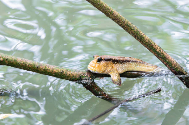beautiful Mudskipper fish beautiful Mudskipper fish (Boleophthalmus boddarti) climbing on tree branch. trimma okinawae stock pictures, royalty-free photos & images