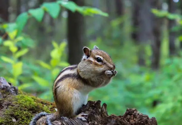Chipmunk on the tree stuffs his cheeks with nuts