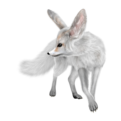 3D rendering of a fennec fox isolated on white background