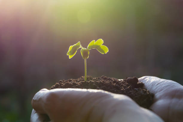 istock Human hands holding green small plant life concept. Ecology concept. 875646822