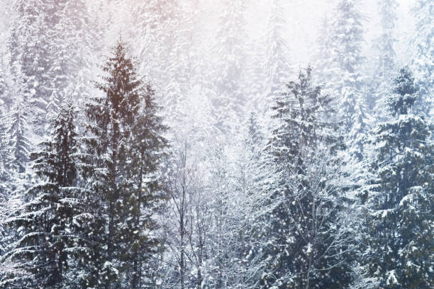 istock Beautiful snow-covered fir-trees in the Alpine mountains 875646964