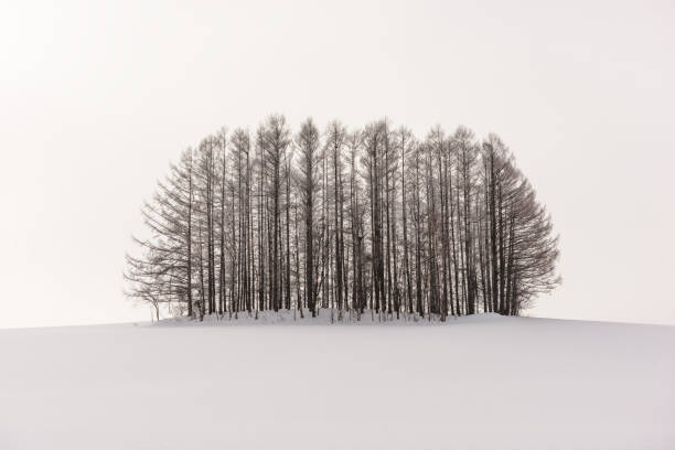 istock Biei, Hokkaido, Japan 875648914