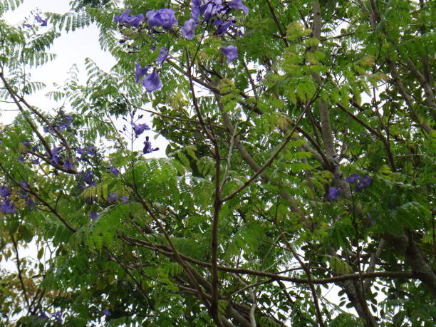 Brazilian rosewood Jacaranda, black poui, blue jacaranda, brazilian rose wood, brazilian rosewood, brazilian caroba-tree, fern tree, green ebony, green ebony, jambol merah, jambul merak or jacaranda tree - The jacaranda is a tropical American tree that has blue or lilac trumpet-shaped flowers, fernlike leaves, and fragrant timber. bignonia stock pictures, royalty-free photos & images