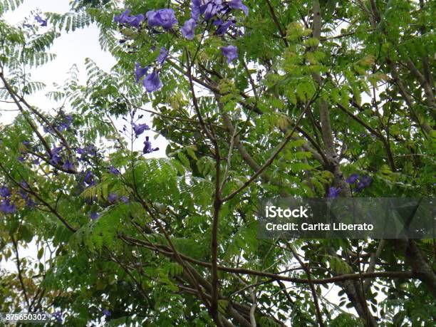 Brazilian Rosewood Stock Photo - Download Image Now - Beauty, Bignonia, Bignoniaceae
