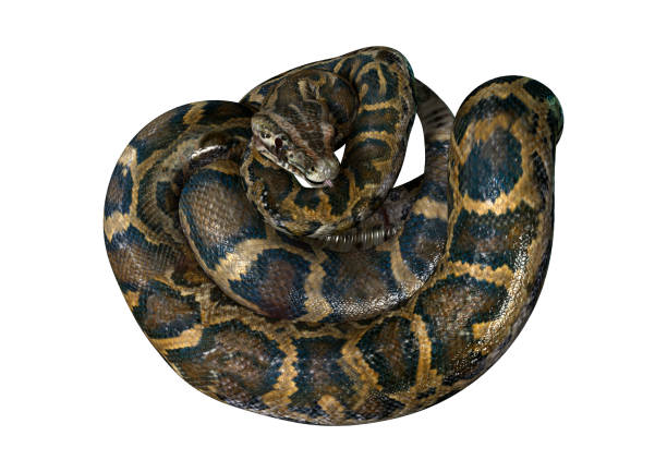 Tijger Python 20+ Tijgerpython Illustraties Stockfoto's, afbeeldingen en royalty-free ...